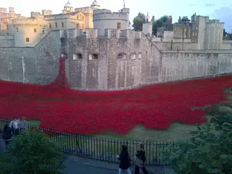 poppies.webp poppies.webp
