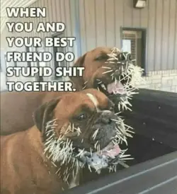 stupid shit.webp
