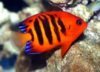 Flame Angelfish.webp