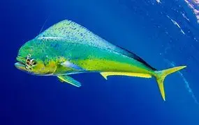 Mahi-mahi.webp