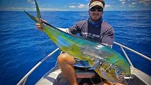 Mahi-mahi-catch.webp