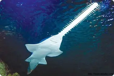 03.21.19 Saw Shark.webp