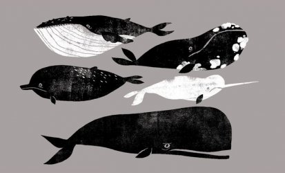 Different species of whales including a Narwhal.jpg
