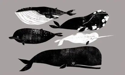 Different species of whales including a Narwhal.webp
