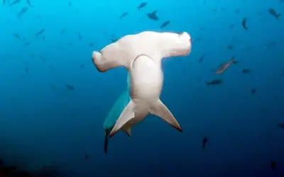 a hammerhead shark.webp