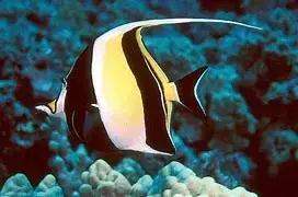 Indian Ocean Fish 3.webp