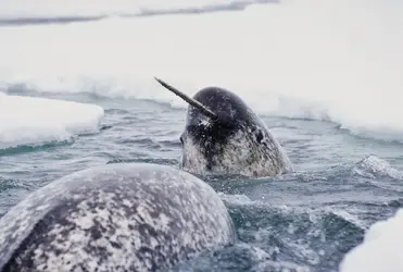 narwhal-ice Hornfish Narwhals.webp