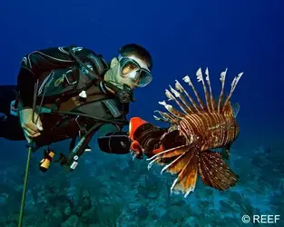 01.19.2019 Red Sea Lionfish1.webp