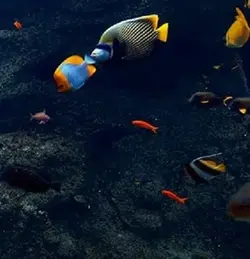 Coral Reef Phillippines 2.webp