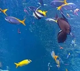 Coral Reef Phillippines 3.webp