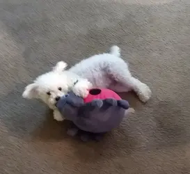 *** dog june 18 2019.webp