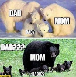 white-polar-bears-family-dad-mom-baby-vs-black-bear-family-single-mother-dad-missing (1).jpg
