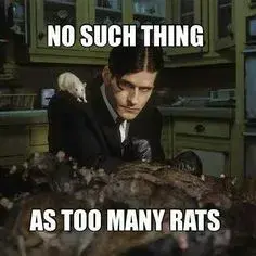 f1762e47f187723e017a6ab843e8352d--pet-rats-random-things.webp