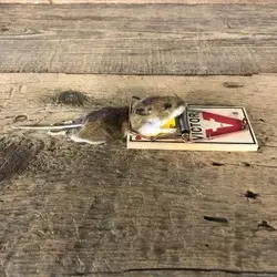 mouse_trap_life-size_mount_for_sale_19895_the_taxidermy_store.webp