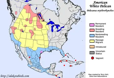 american_white_pelican_map_big.webp
