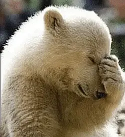 facepalmbear.webp