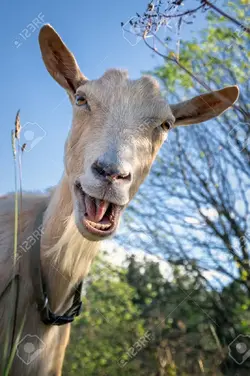 goat-laughs.webp