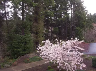 spring march 31 2012 002.webp