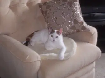 Tulip 7 lbs 6 or 7 mos old 001.webp