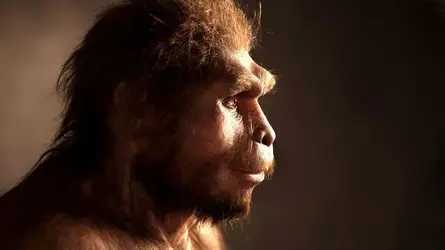 homoerectus_main_1280p.webp