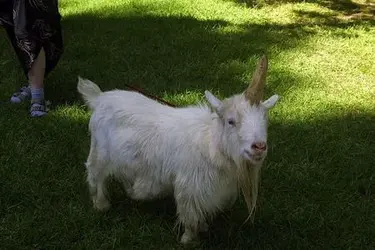 $unicorn-goat.webp