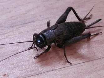 cricket2c.webp