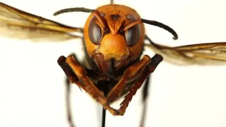HORNET.webp