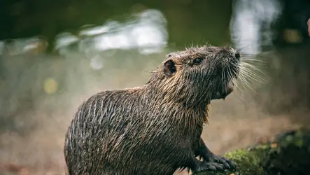 dd8f6b03-109d-4b47-93ae-feb42bb83aec-ROUS5_Nutria_also_known_as_a_swamp_rat_is_a_semi-aquatic...webp