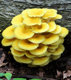 Gold Mushrooms.PNG