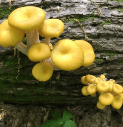 Golden mushrooms.PNG