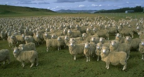 $domestic-sheep-herd-full.jpg