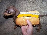 $hot dog lol.jpg