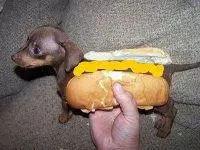 $hot dog lol.webp