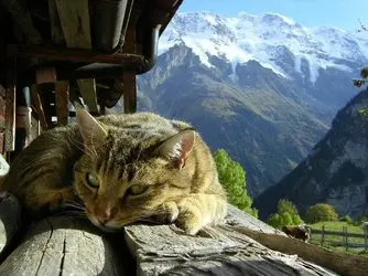 $Cat Switzerland.webp