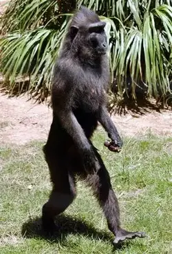 $040721_monkey_vmed_2p.widec.webp