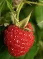 $imagesCACVTA5X.jpgraspberry.webp $imagesCACVTA5X.jpgraspberry.webp