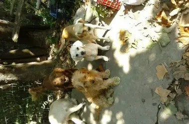 dogs 077.webp