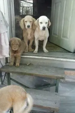 dogs 076.webp