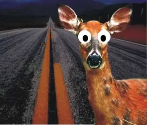 deer-in-the-headlights.webp