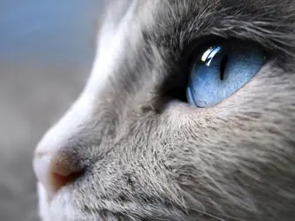 Animals___Cats_Blue_cat_s_eye_045427_.webp