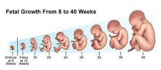 baby-development.webp