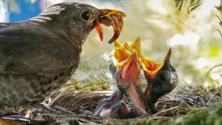 babybirds.webp