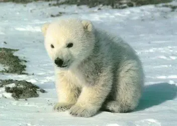 $cute_polar_bear.webp