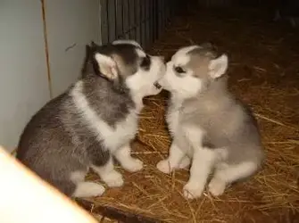 $Huskies.webp $Huskies.webp