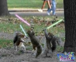 $star-wars-squirrels.jpg