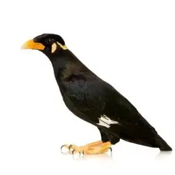 $Mynah-bird.webp