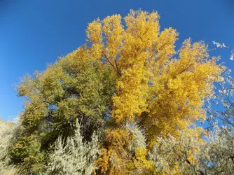 DSCN0137.webp