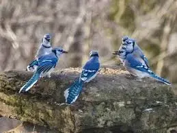 jays.webp