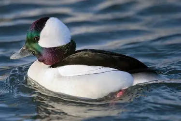 bufflehead.webp