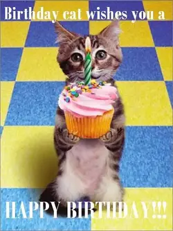 $Birthday-Cat.webp